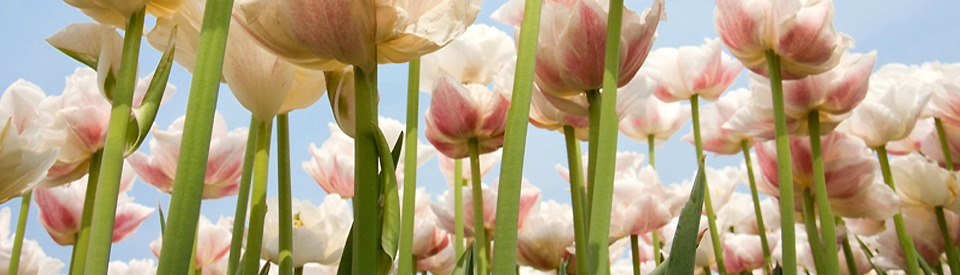 Blushing_blooms